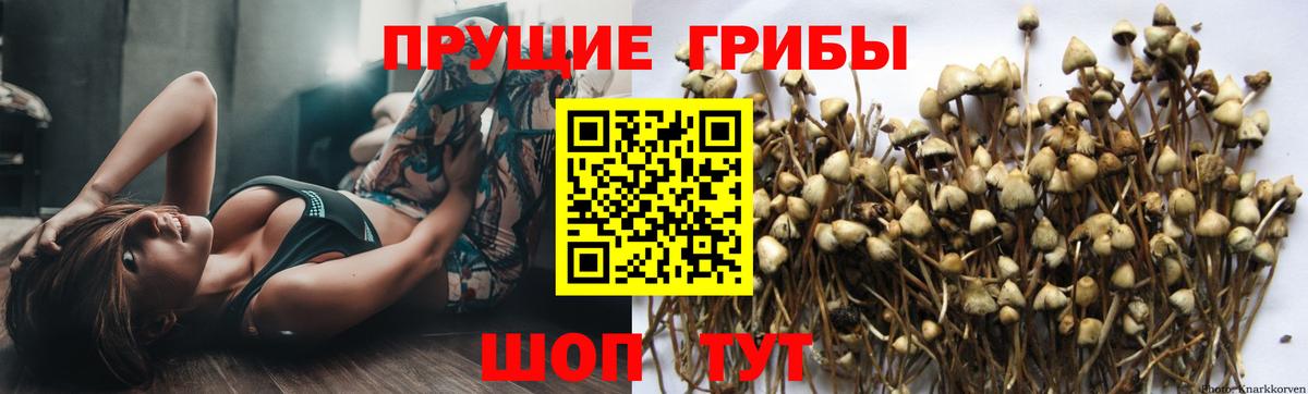 Галлюциногенные грибы прущие грибы  Вход с VPN  Краснокаменск 